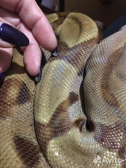 Животные для фотосессии