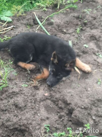 Щенки немецкой овчарки