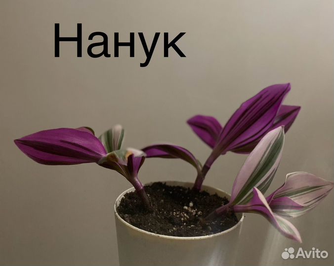 Сортовые традесканции