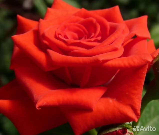 Розы сортовые