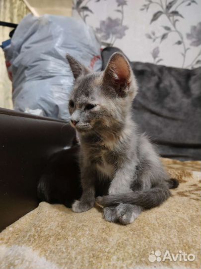 Котята в добрые руки приучены к лотку