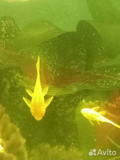 Рыбки сомики анциструсы золотые