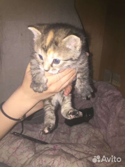 Котёнок