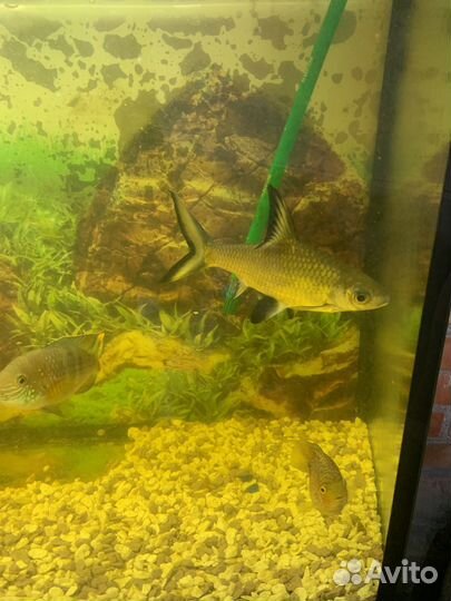 Аквариум с рыбками и декор