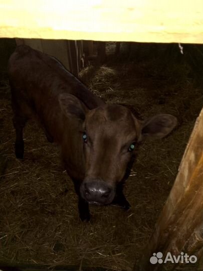 Продаю теленка