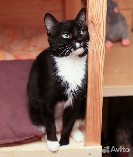 Спокойная ласковая кошка Лана в добрые руки