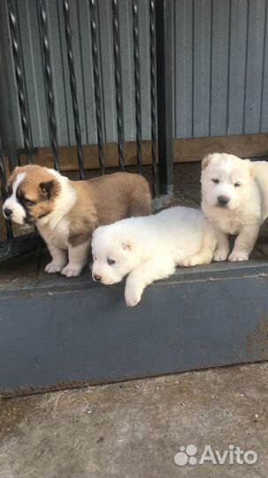 Продам щенков Алабай (девочки)