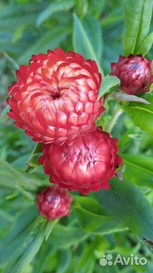 Гелихризум (Бессмертник)