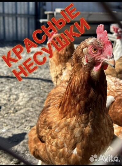 Куры несушки