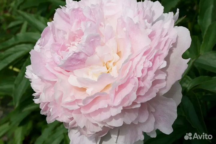 Саженцы пионов сорт Шифон Парфе