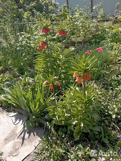 Рябчик императорский