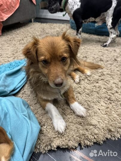 Алопекис греческая собака