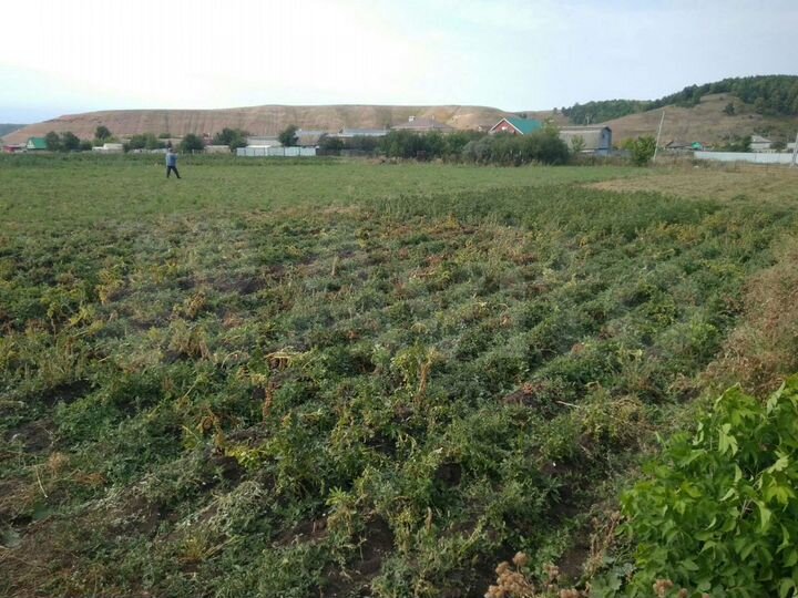 Участок 25,3 сот. (ИЖС)