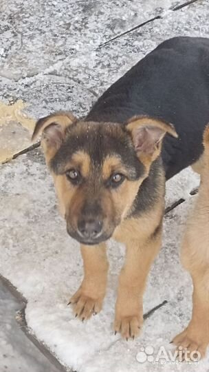 Немецкая овчарка. Помесь