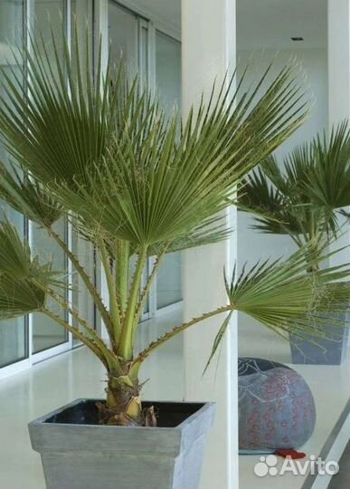 Пальма хамедорея