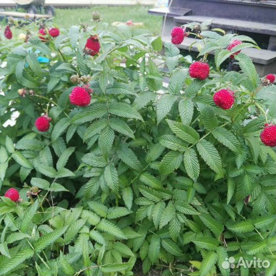 Тибетская ягода (землян,норвежская) малина саженцы