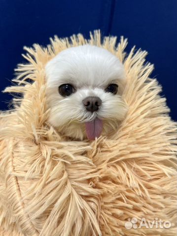 Стрижка собак, Экспресс-линька, Чистка зубов