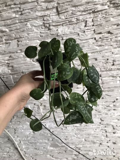 Комнатные растения