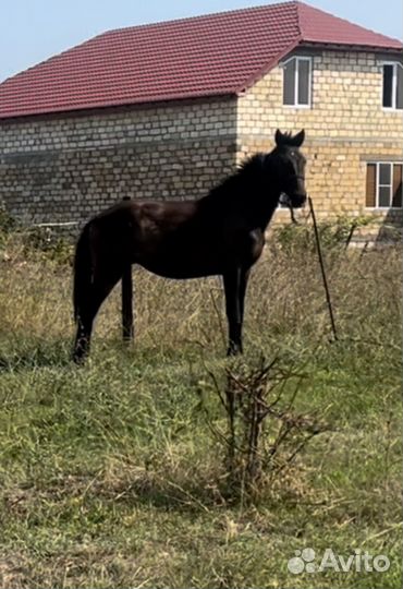 Английский жеребчик
