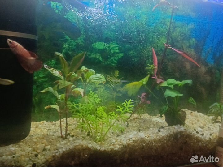 Аквариумные растения прополка