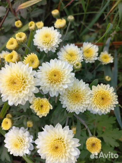 Хризантемы