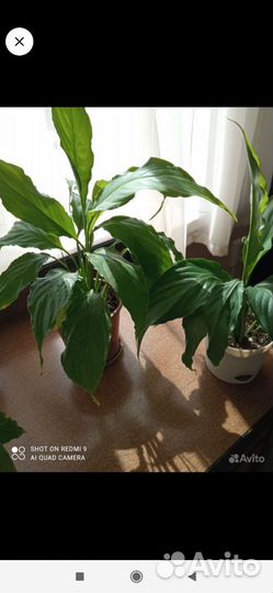 Спатифиллум