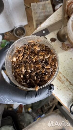 Уничтожение клопов тараканов дезинфекция