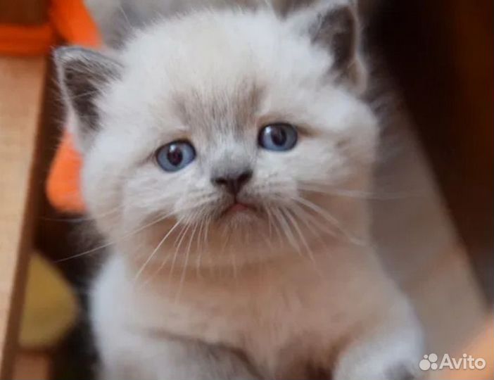 Шотландские котята