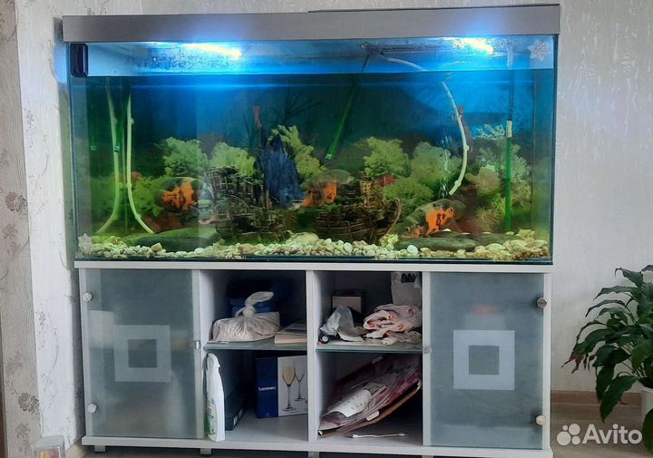 Аквариум с рыбами и всем необходимом бу