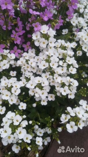 Арабис альпийский