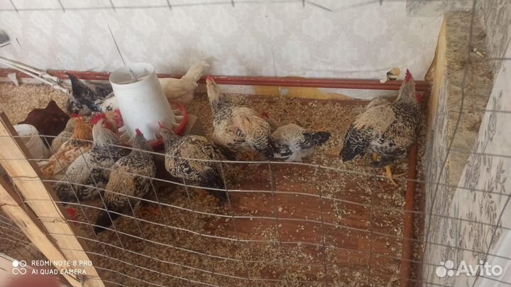 Мастер-грейс петушки