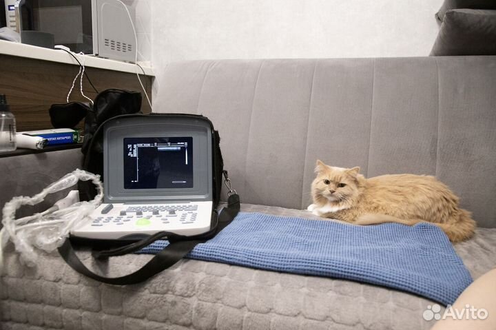 Ветеринарный врач Срочный выезд паспорт