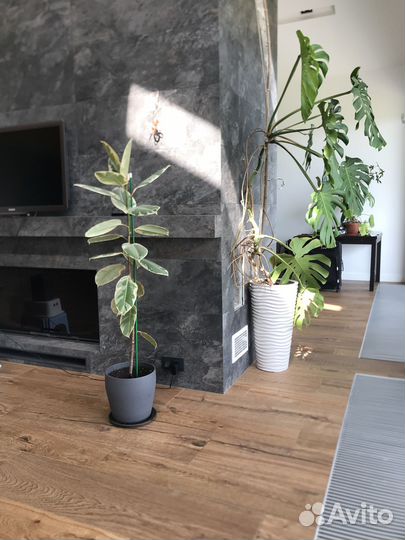 Продам фикусы большие