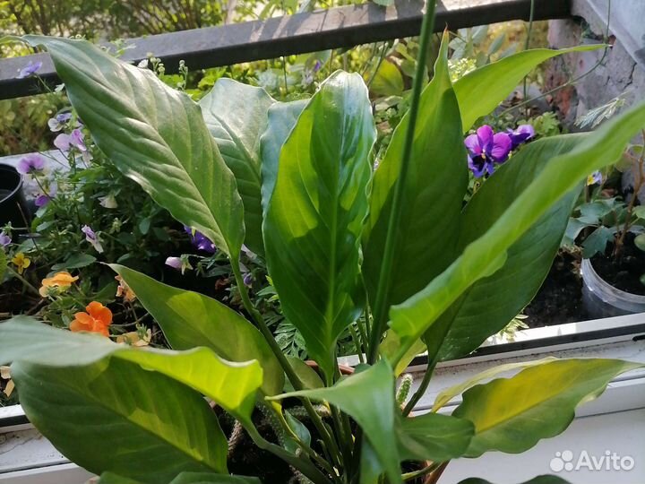 Спатифиллум