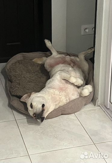 Отдам лабрадора