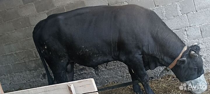 Бычок красавец