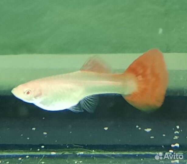 Гуппи Фулл Ред Альбино, криптокорина