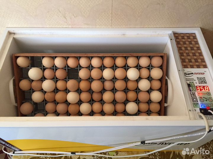 Инкубационное яйцо цыплята