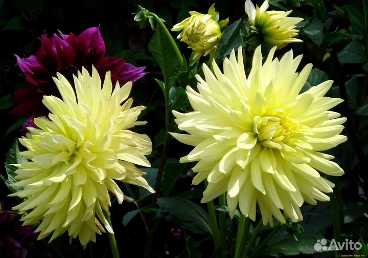 Георгины (клубни)