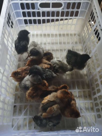 Цыплята подрощенные