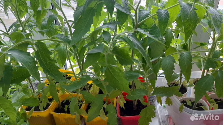 Рассада помидоров, огурцов и сладкого перца