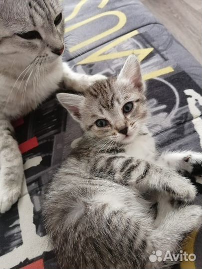 Отдам котёнка в добрые руки