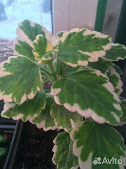 Плектрантус (домашняя мята)