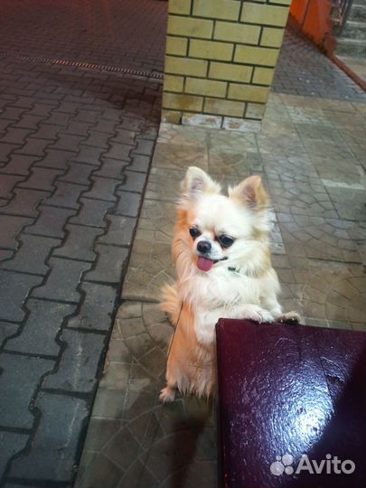 Вязка собак чихуахуа