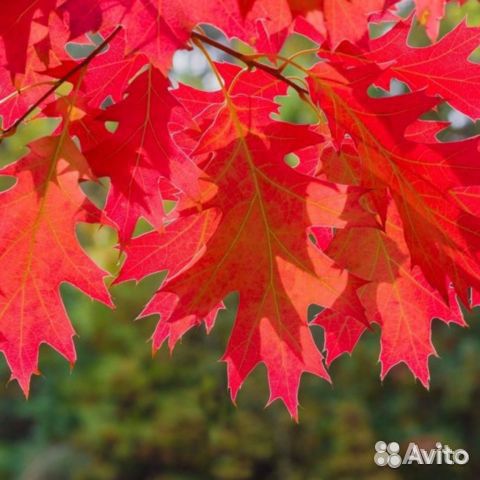 Саженцы Дуб красный(канадский)