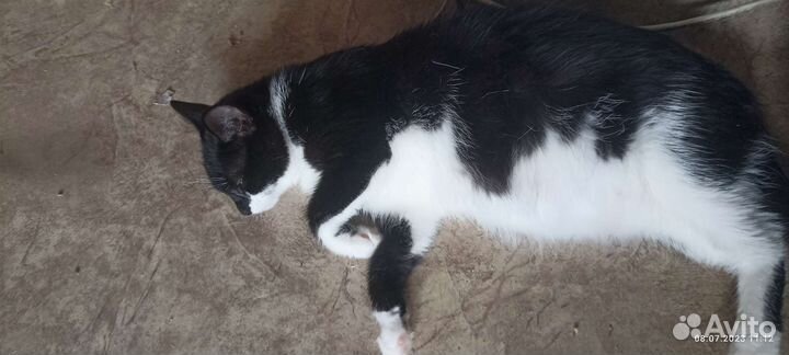 Кошка в дар бесплатно