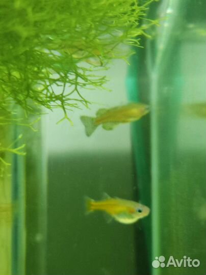 Аквариумные рыбки (галактика, сом Штерба и т.д.)