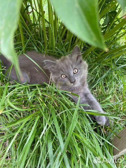 Котенок- Кошечка в добрые руки