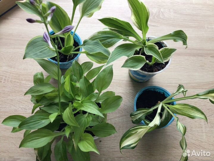 Хосты не крупные и крупные. 5 сортов