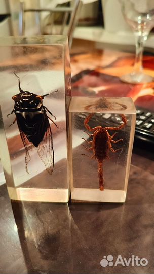 Жуки в стекле